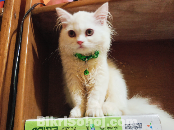 Pure long breed 3 coded Persian